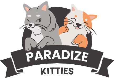 kitties For Sale | Ragdoll Kittens | Munchkin kittens