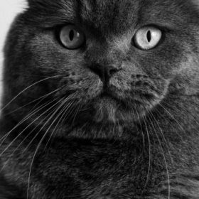 Scottish fold