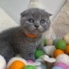 Black Scottish Fold