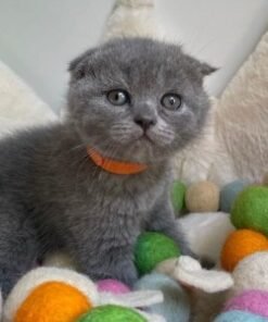 Black Scottish Fold