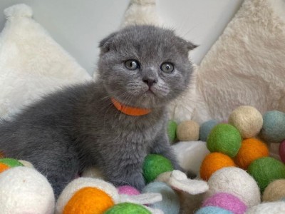 Black Scottish Fold