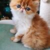 persian kittens for sale