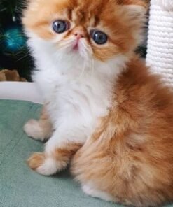 persian kittens for sale