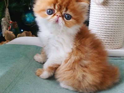 persian kittens for sale