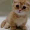 Munchkin Kittens Near Me
