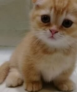 Munchkin Kittens Near Me