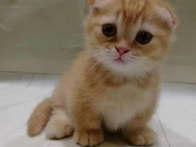 Munchkin Kittens Near Me