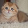 grey scottish fold