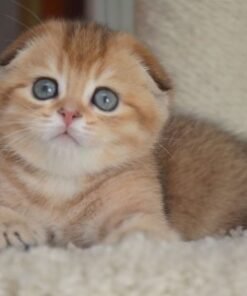 Scottish fold kittens
