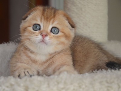 grey scottish fold