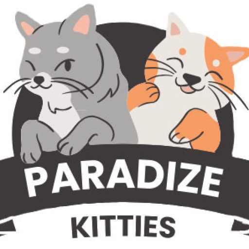 scottish fold kittens for sale