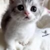 Ragdoll Munchkin Kittens For Sale