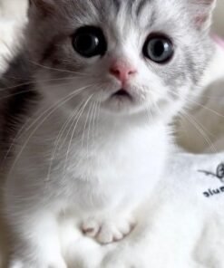 Ragdoll Munchkin Kittens For Sale