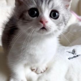 Ragdoll Munchkin Kittens For Sale