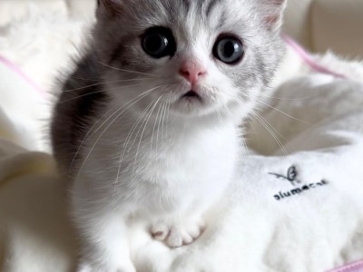 Ragdoll Munchkin Kittens For Sale