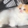Adorable Persian Kittens