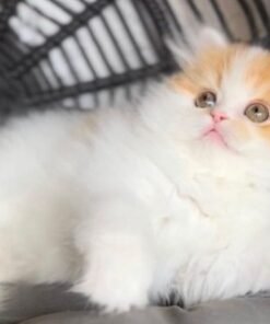 Adorable Persian Kittens