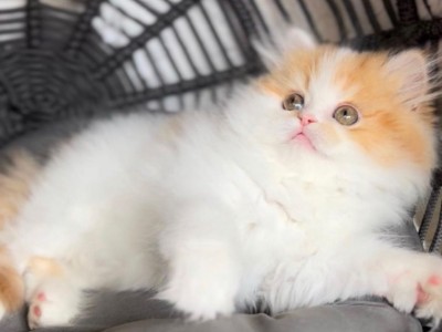 Adorable Persian Kittens