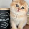 What to Feed Kittens