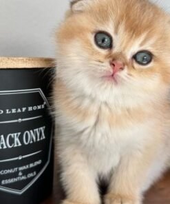 What to Feed Kittens