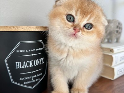 What to Feed Kittens