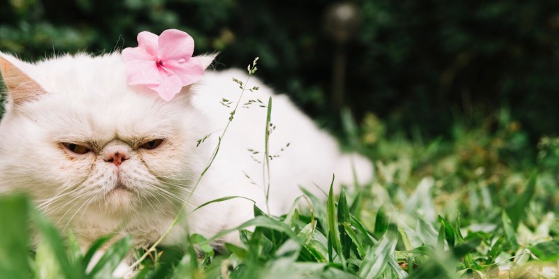 Pet-Friendly Residential Areas