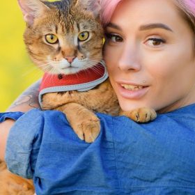 Munchkin cat price in UAE