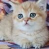 Munchkin Kittens For Adoption