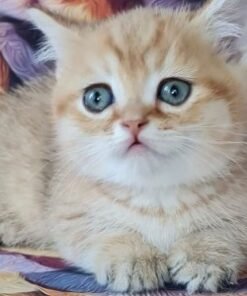 Munchkin Kittens For Adoption