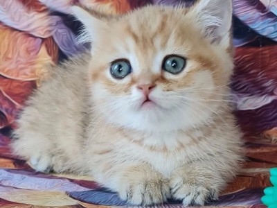 Munchkin Kittens For Adoption