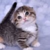 Adorable Munchkin Kittens