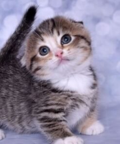 Munchkin kittens