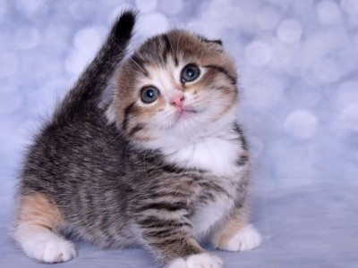Adorable Munchkin Kittens