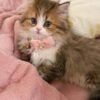 cute persian kittens