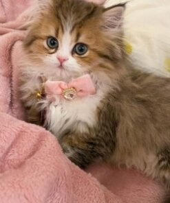 Persian kittens