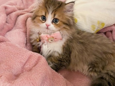 cute persian kittens