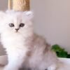 white persian kittens for sale