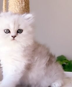 white persian kittens for sale