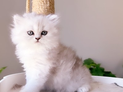 white persian kittens for sale