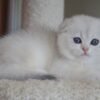 scottish fold white