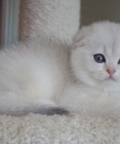 scottish fold white