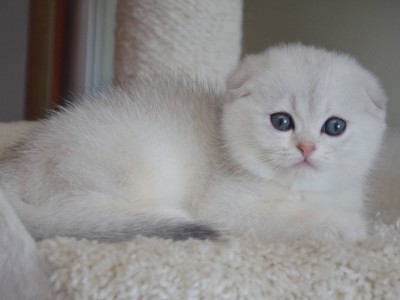 scottish fold white