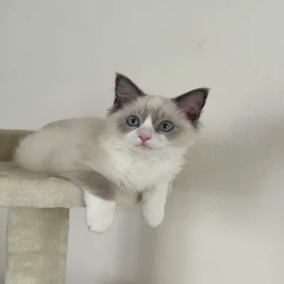 kittens for sale