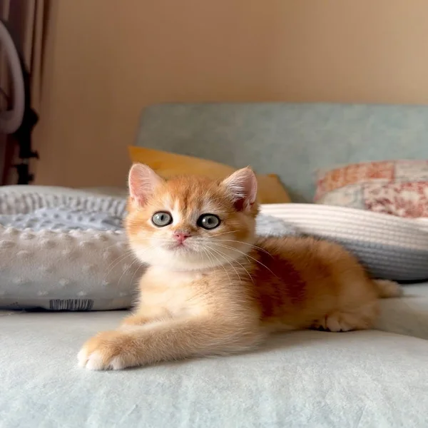 ragdoll kittens