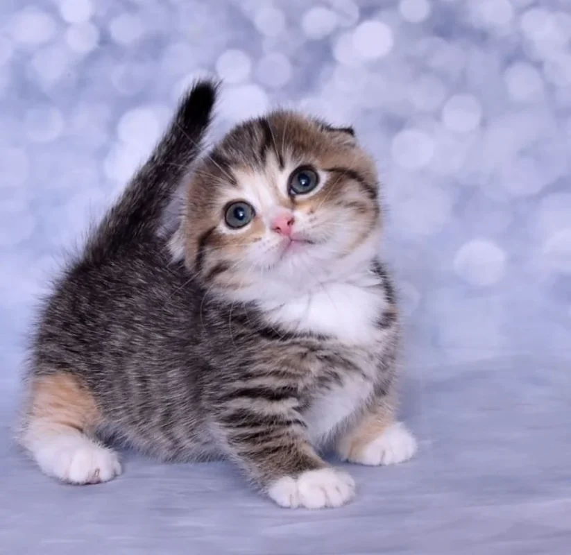 Cats in the UAE
