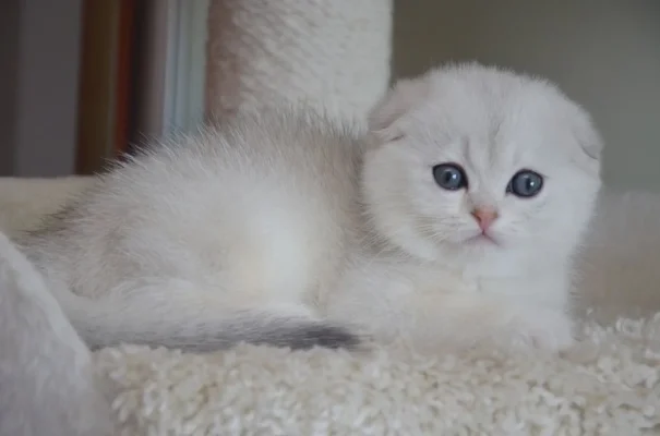 Scottish fold kittens