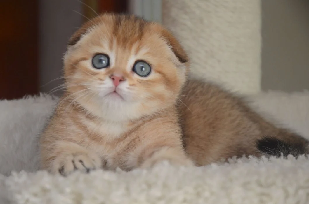 Kittens for Free Adoption in Dubai