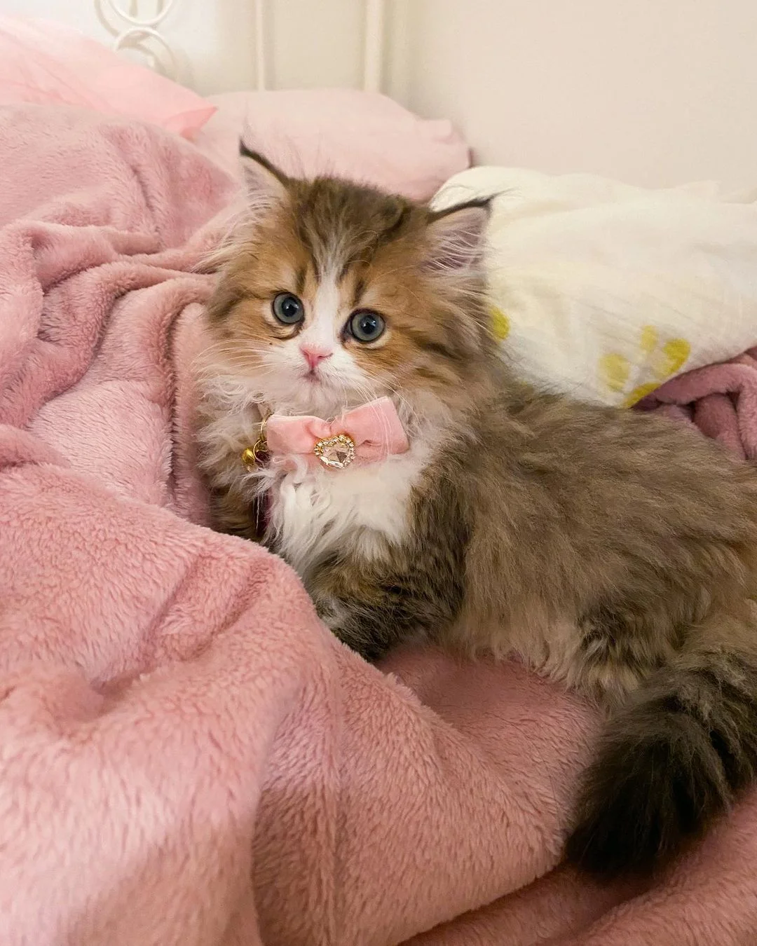 PERSIAN KITTENS