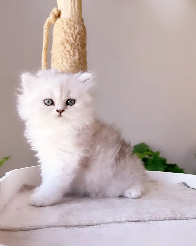 kittens for sale in Dubai