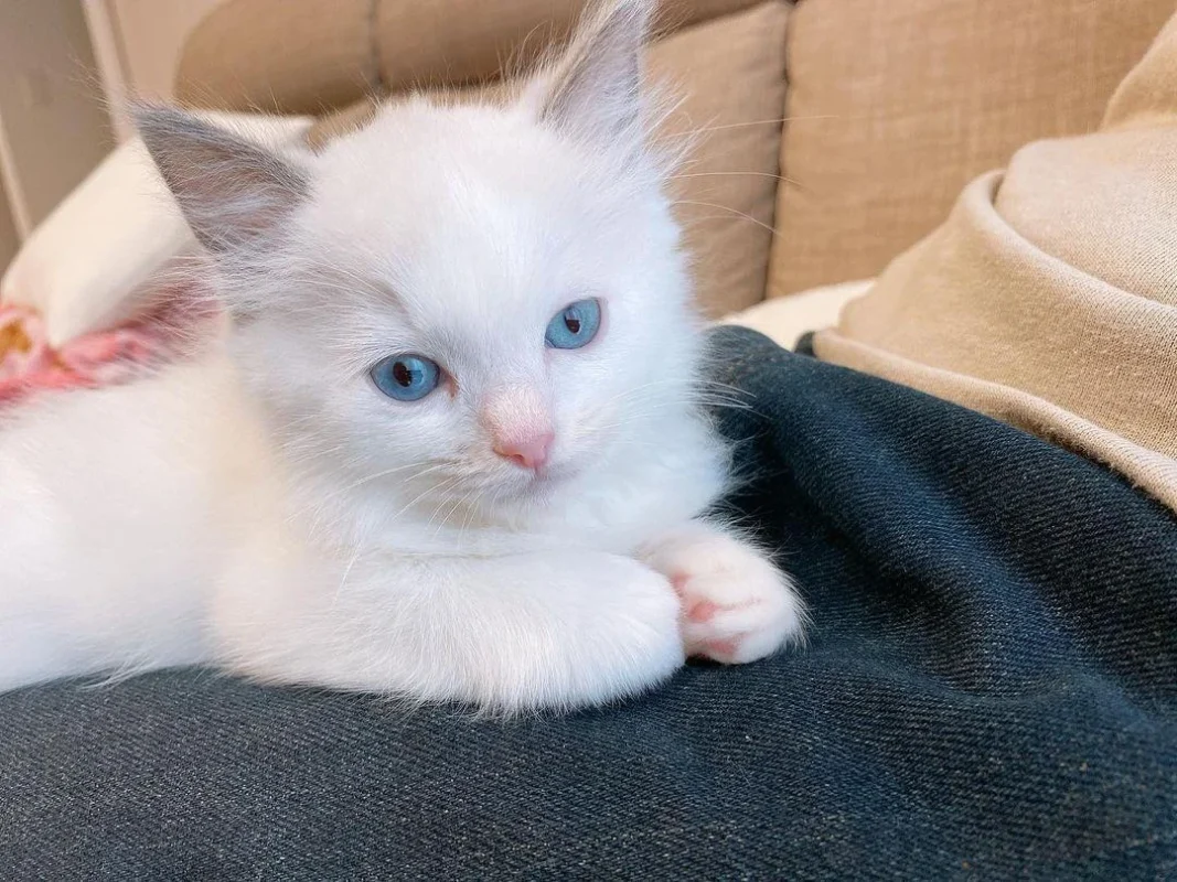 kittens foradoption dubai
